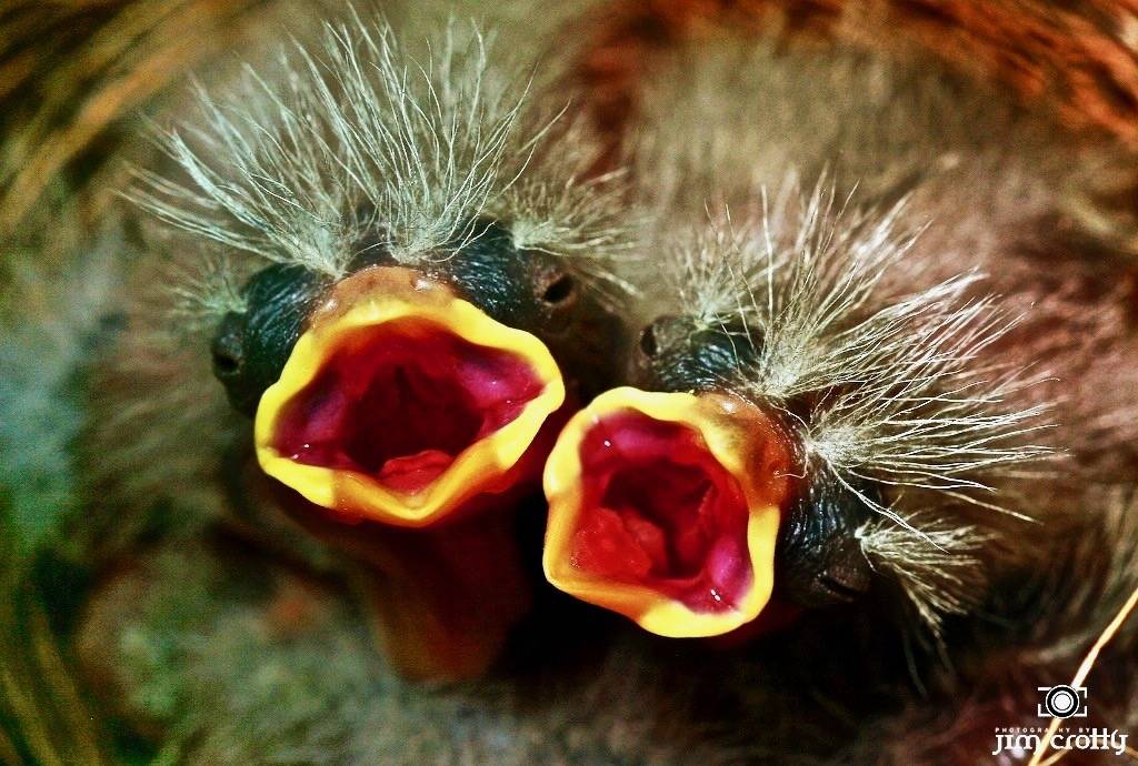 Baby House Finches by Jim Crotty by jimcrotty.com is licensed under CC BY-NC-ND 2.0